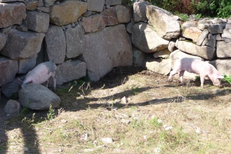 Gladere grise end dem på Katholt findes næppe. (Foto: JayJay)