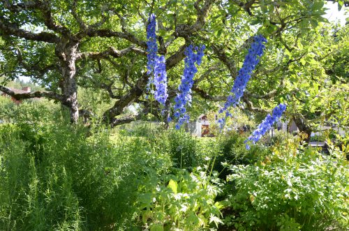 En vidunderlig have omgiver Selma Lagerlöfs barndomshjem. Foto: Kahoha.